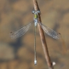 J17_2387 Lestes sponsa male